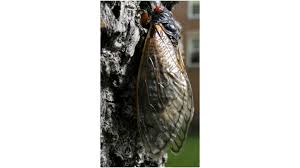 17 years ago, we brought our 2nd kid home from the hospital with #cicada2004 soundtrack in the background. A Loud Month For Sure U S Awaits Huge 17 Year Cicada Hatch