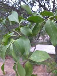 Image result for Melicoccus