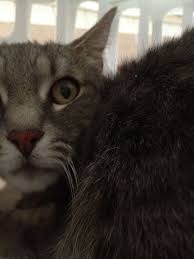 Searching for clinics in your area. Pet Clinic 3326 Main St Chula Vista Ca 91911 Usa
