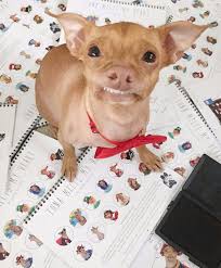 Tuna Melts My Heart The Underdog With The Overbite What A Cutie You Are Tuna With Images Dog Crossbreeds