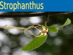 Image result for Strophanthus kombe