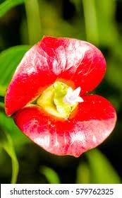 Image result for Psychotria auxopoda