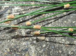 Image result for Eleocharis geniculata