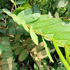 Daun Ketepeng Manila Segar Perlembar Shopee Indonesia