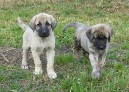 Dog Breed Of The Day Anatolian Shepherd Berger D Anatolie Chien Animaux