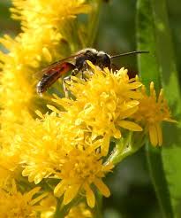 Yellow flowers that bees like. Do Bees Visit Yellow Flowers