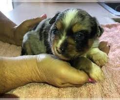 How much does a mini australian shepherd cost? View Ad Miniature Australian Shepherd Puppy For Sale Near California Vacaville Usa Adn 251686