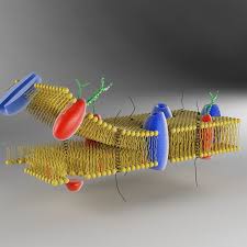 Maya Cell Membrane Cell Membrane Teaching Biology Cell