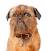 Smooth Black Brussels Griffon