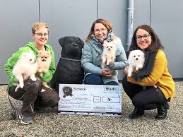 Neben der allgemeinen hundevermittlung, wo man alle hunde findet, gibt es auch noch die speziellen rubriken graue schnauzen (hunde ab 10 jahre) und listenhunde (sokas = sogenannte kampfhunde), um diese noch einmal besonders herauszustellen. Unterkirnach Beschlagnahmte Zwergspitze Suchen Zuhause Villingen Schwenningen Umgebung Schwarzwalder Bote