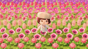 Whatever you favor in in these delicate beauties they are sure to transform a room or brighten up an everyday object. The Island With The Reddit Famous Flower Field Animal Crossing New Horizons 5 Star Island Tour Youtube