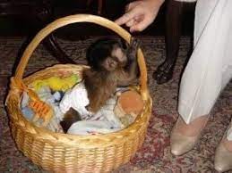 Cute Capuchin Monkeys For Sale I Have Four Beautiful Capuchin Monkeys Available And Ready For Sale My Puppies Ar Monkeys For Sale Baby Monkey Pet Baby Monkey