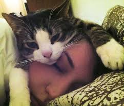 Yep This Is How Many Of My Foster Kittens Have Slept I Still Have My Big Guy Who Likes To Sleep At The Top Of My Head Hogging My Cats