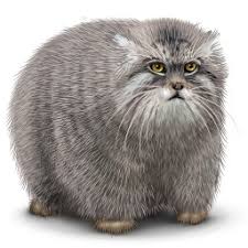 Animals dumb funny lol lm funny moments fun manul mems mem мемы мем лол фан кот котик животные манул манула. Manul Poglad Kota Kak Poyavilsya Mem S Manulom