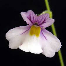 Image result for Genlisea africana