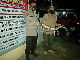 Memutuskan sengketa yang berhubungan dengann hasil pemilu. Seksi Konservasi Wilayah I Melakukan Evakuasi Buaya Muara Di Kecamatan Cerenti Kabupaten Kuantan Singingi Bbksda Riau