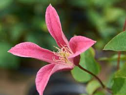 Check spelling or type a new query. Texas Waldrebe Princess Diana Clematis Texensis Princess Diana Gunstig Online Kaufen