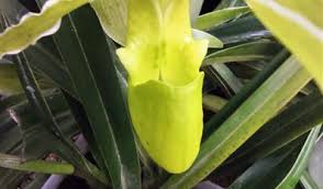 Image result for Dipcadi longifolium