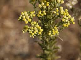 Image result for Eschenbachia stricta