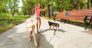 If your dog is on the right side, the right hand rewards. How To Leash Train A Labrador That Pulls Really Hard
