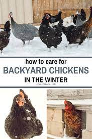 How To Care For Chickens In The Winter In 2020 Chickens In The Winter Chickens Backyard Pet Chickens