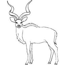 For boys and girls, kids and adults, teenagers and toddlers, preschoolers and older kids at school. Kudu Coloring Pages Learny Kids