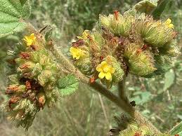 Image result for Waltheria indica