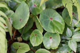 Image result for Begonia pulcherrima