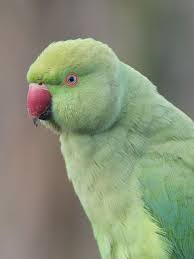 Now, you can find it in many parts of asia, notably india and pakistan. Ring Necked Parakeet Pleasure Or Pest Birdguides