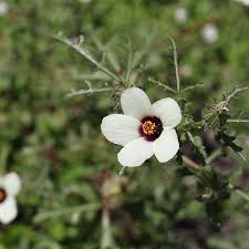 Image result for Hibiscus tridactylites