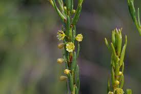 Image result for Peraceae