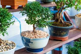 Feb 10, 2012 · i noticed that cats like gardens, where they can poo and urinate, i wish i had cemented my garden. Which Bonsai Trees Are Safe For Cats July Bonsai