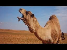ثلاثة فحول من أجمل وأغلى وأشهر فحول الابل Hd720 Youtube