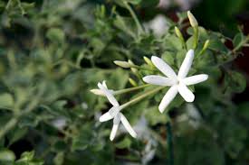 Image result for Jasminum fluminense