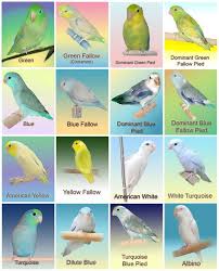 Pacific Parrotlet Color Mutation Chart Zogjt Pacific