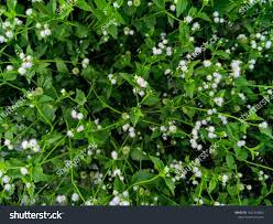 Nature View Of Ageratum Conyzoides Plants For Background And Wallpaper Natural Green Plants Landscape With Beautiful White Plant Background Nature View Plants