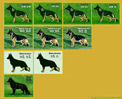 German Shepherd Color Genetics Von Haus Ulv German Shepherds