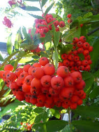 Die Beeren Von Den Rispen Pflucken Waschen Und Fur 24 H Einfrieren Chutney Chutney Rezepte Eberesche