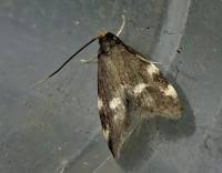 Image result for Telechrysis tripuncta