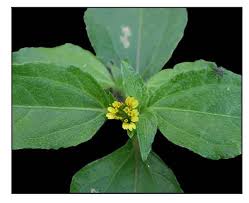 Image result for Synedrella nodiflora