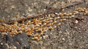 Most trusted building and pest inspection service in australia! Building Pest Inspection Newcastle Nsw Inspect My Home