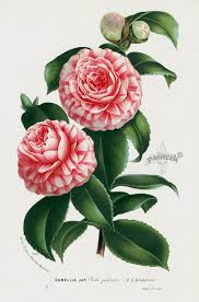 1845 Charles Lemaire Flore Des Serres Et Des Jardin Camellia Prints Flower Prints Art Botanical Prints Botanical Art