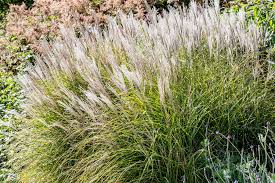 Image result for Miscanthus