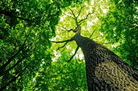Place your cooking oil on top of the sap and then place your hot and wet cloth on top of the oil and sap. How To Remove Tree Sap From Your Car Safely Without Damaging The Paint