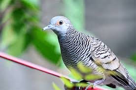 Selecting the correct version will make the suara burung terkukur app work better, faster, use less battery power. Burung Tekukut Termasuk Burung Yang Banyak Dikenal Dan Dipercaya Memiliki Berbagai Manfaat Cara Merawat Burung Tekukur Yang Burung Gambar Hewan Hewan