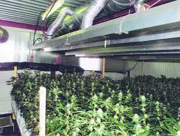 La solution pour réussir vos plantations en intérieur reste la chambre de culture. La Majorite Du Cannabis Pousse En Appartement Ghi Le Journal Independant Des Genevois