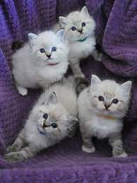 great contrast with the purple cloth and white kittens you can see the texture of the fur and cloth the sevimli kedi yavrulari sevimli kediler yavru kediler