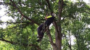 Pin On Tree Pruning Fairfax Va