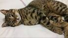 Bengal Kittens for Sale - Adoptapet