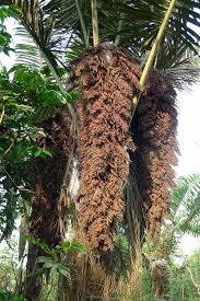 Image result for Raphia gentiliana